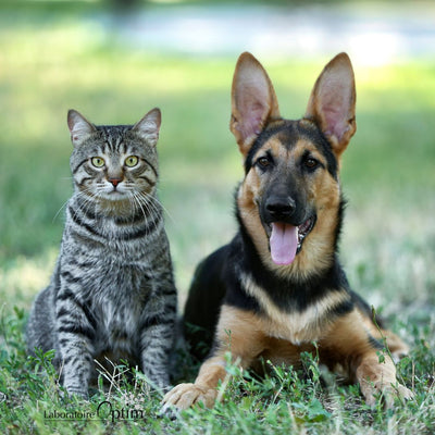 Beneficios de la Cúrcuma para Perros y Gatos - Dosis y suplemento