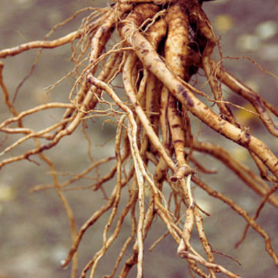 Propiedades de la Ashwagandha, ¿Qué es y Para Qué Sirve?