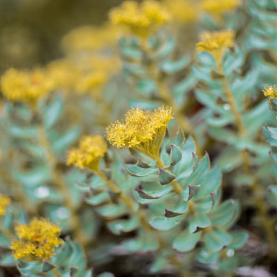 Rhodiola rosea