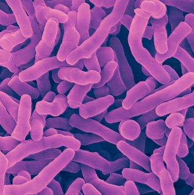 Propionibacterium freudenreichii: benefícios de uma bactéria produtora de ácido propiónico.