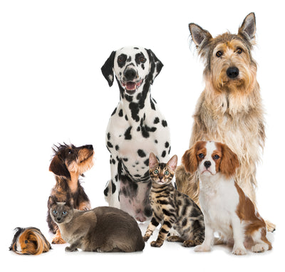 Beneficios de la Cúrcuma para Perros y Gatos - Dosis y suplemento