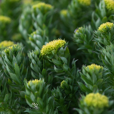 Rhodiola rosea