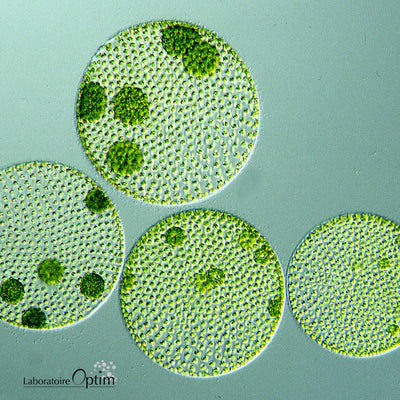 DHA Omega-3 from Algae Oil: a sustainable food supplement