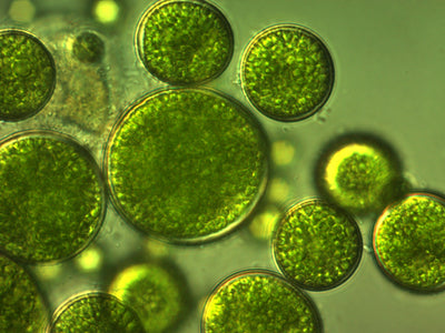 DHA aus Algen: eine neue Quelle für hochwertige pflanzliche Omega-3-Fettsäuren